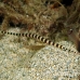 pipefish_banded_muck_h_0705_png2291.jpg